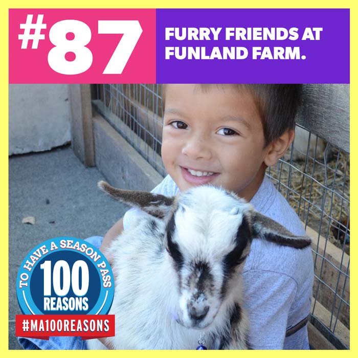 Furry friends at Funland Farm.